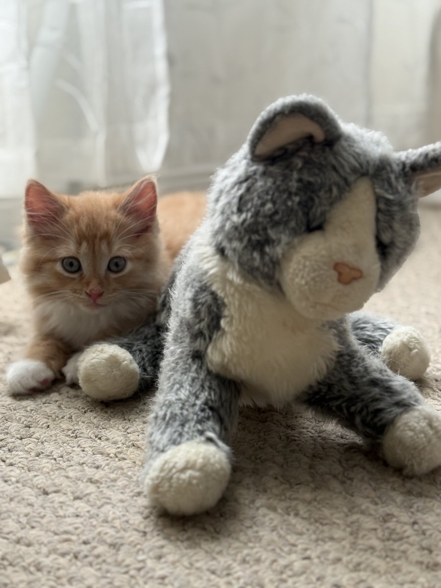 llmikex's tweet image. Кот Дуглас служит уже целым двум поколениям котов как образцовый пример для подражания 😺
