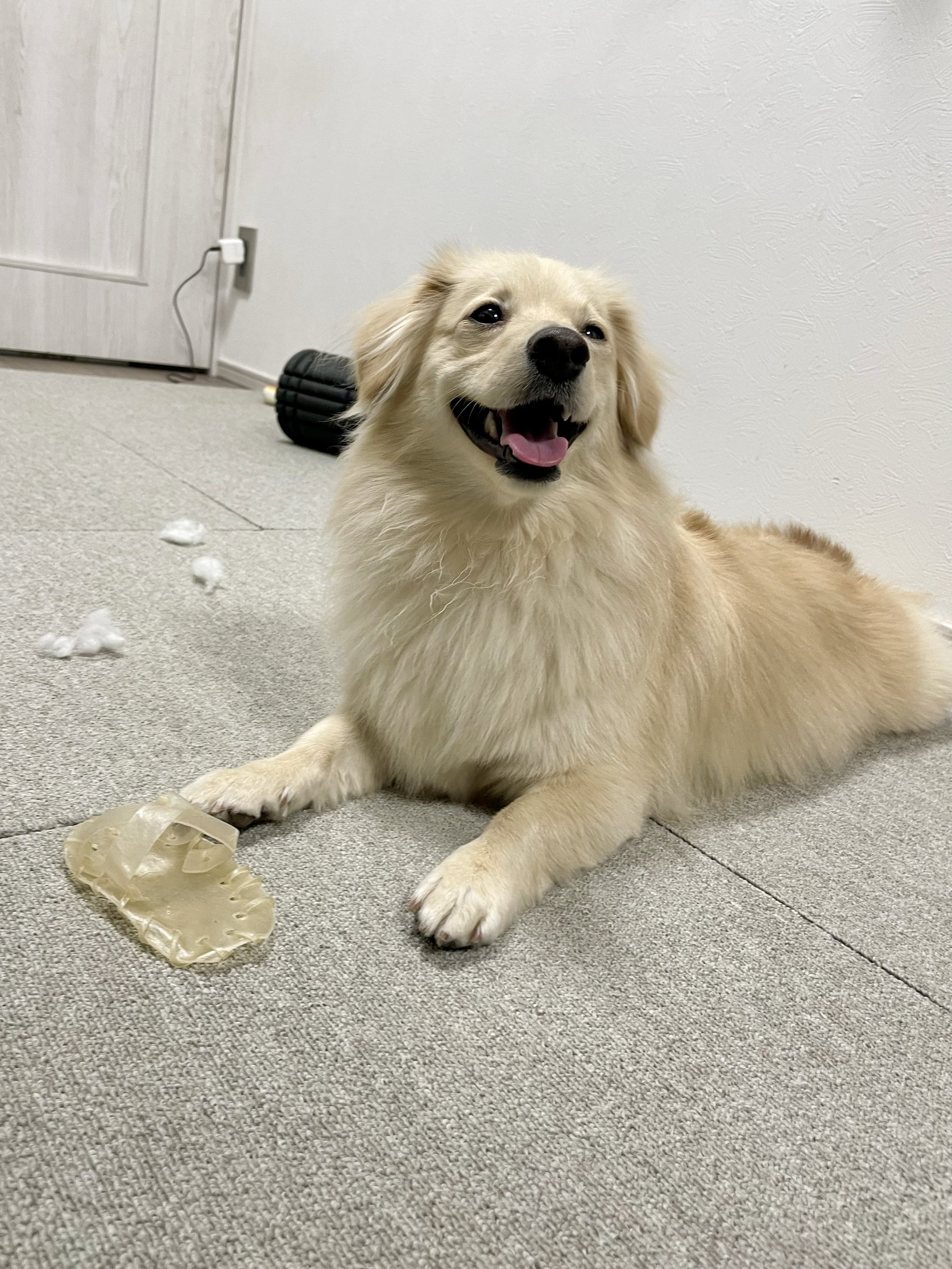 とろろ犬　エメラルド とろろ犬 エメラルド Shocking] My dog ​​got into trouble at