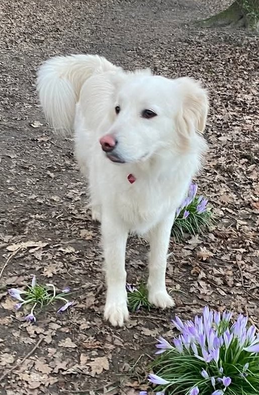 MissingPetsGB's tweet photo. 🐕 OSCAR spooked by #fireworks, ran away from Sir Francis Barker Ground, Leatherhead Road in #Chessington #Surrey #KT9
on 20 October 2025
He’s easily scared, will be missing his family. Please contact asap if seen. Wearing a collar with number. https://t.co/NFMecwxnlM