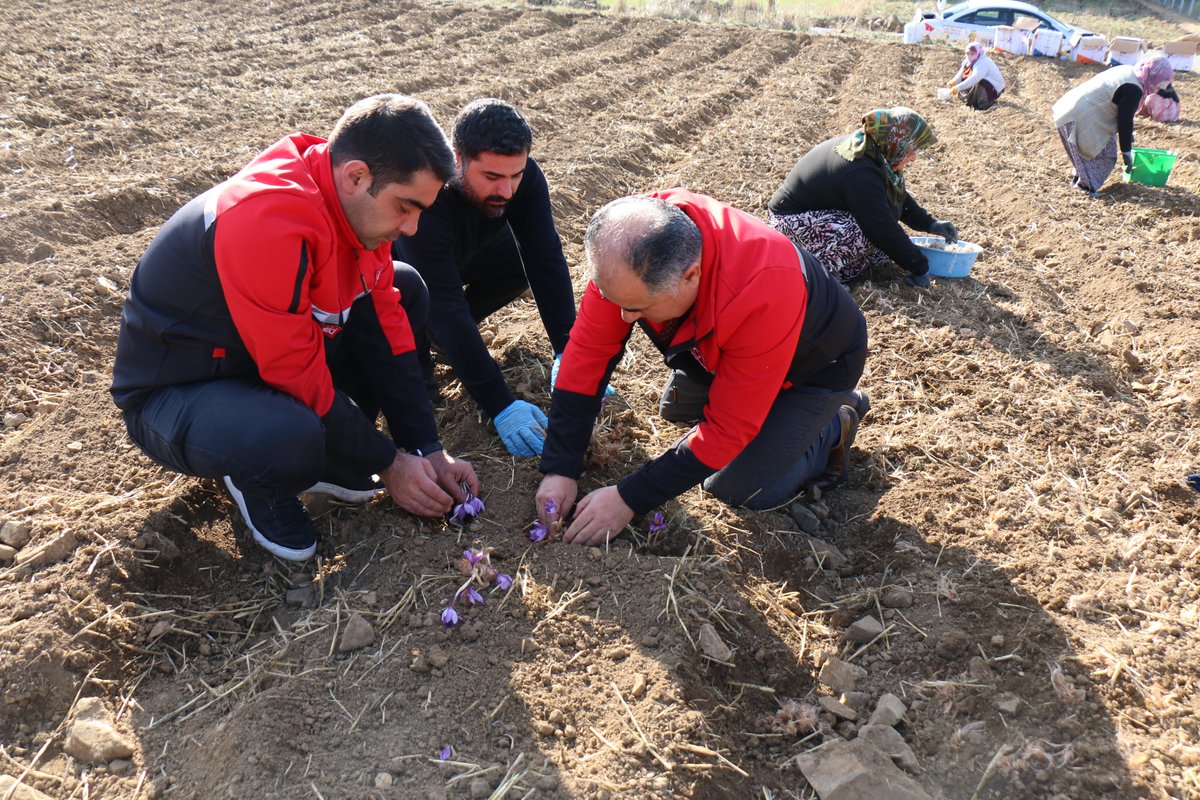 corumtarimorman's tweet photo. İl Müdürümüz Hasan Taş ve İl Müdür Yardımcımız Bayram Rıdvan Dikici, ilimiz Merkez Kultak Köyü'nde gerçekleştirilen safran dikimini yerinde incelediler. https://t.co/dQlk6kuhIm
