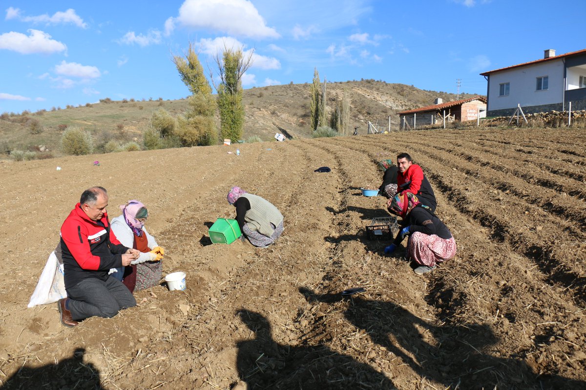 corumtarimorman's tweet photo. İl Müdürümüz Hasan Taş ve İl Müdür Yardımcımız Bayram Rıdvan Dikici, ilimiz Merkez Kultak Köyü'nde gerçekleştirilen safran dikimini yerinde incelediler. https://t.co/dQlk6kuhIm