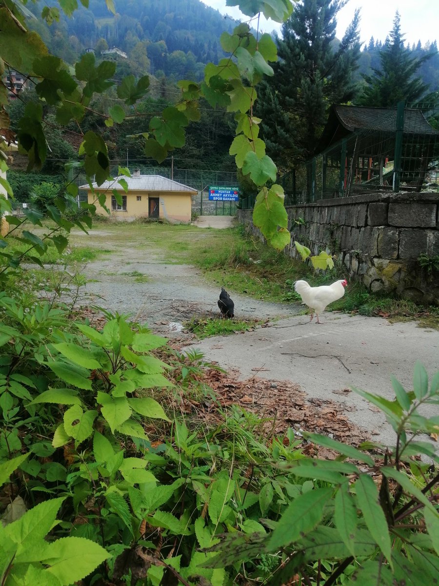 Salı sallanmadan bitti. Herkese iyi akşamlar ❤️🌹