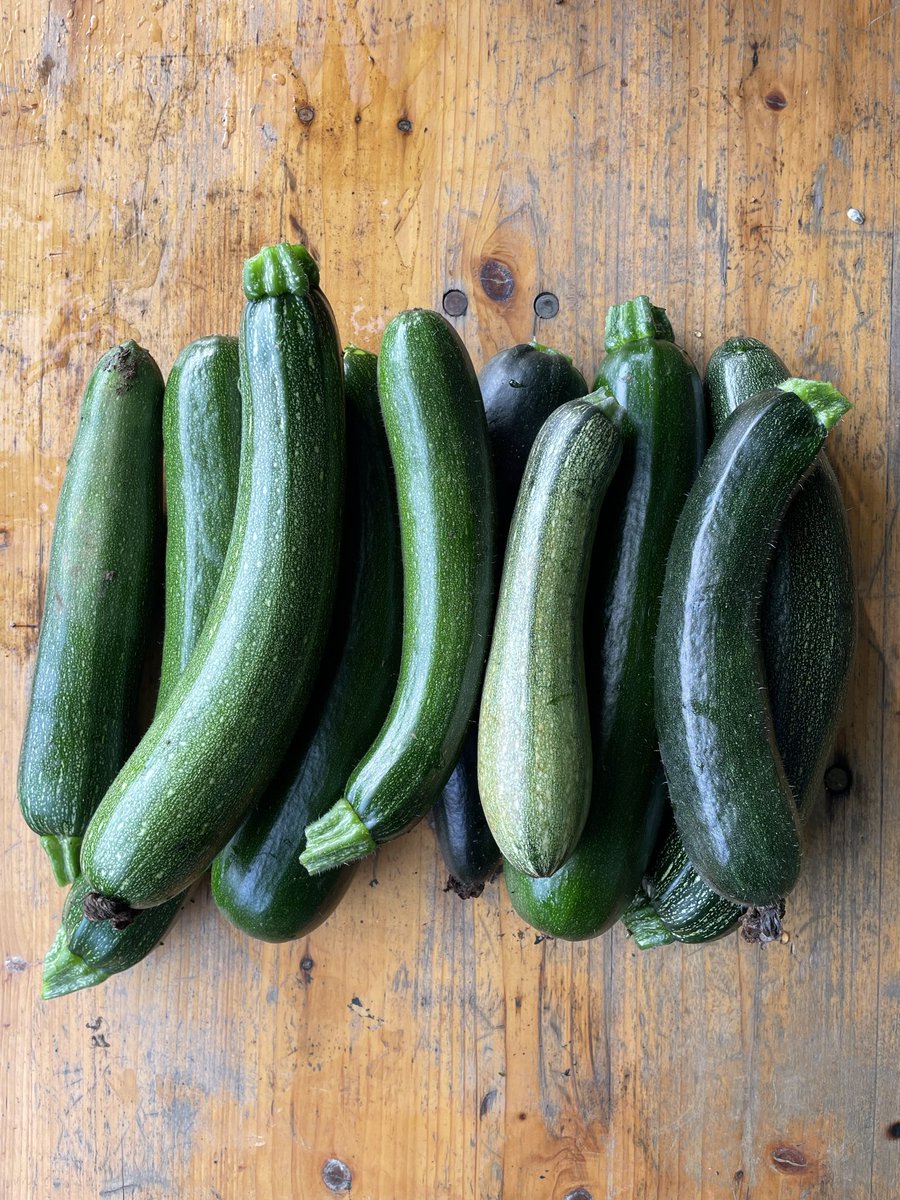 SOLARPUNK NOMADS tweet media