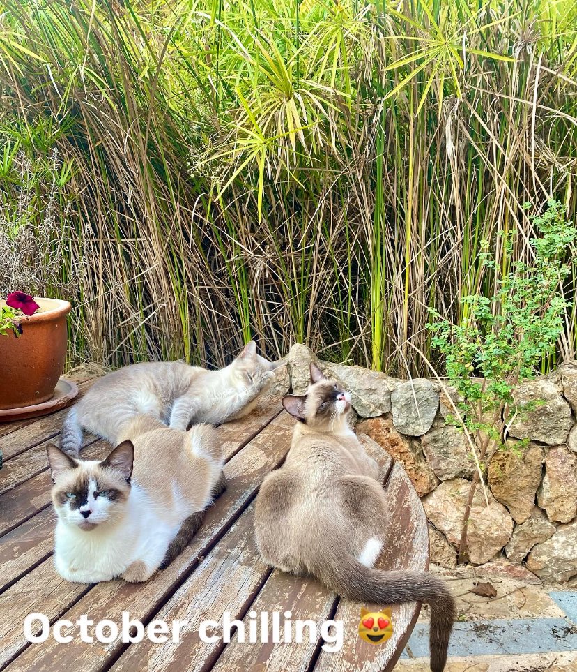 Note to self: come back as a cat in my own home in the next life 😻👌