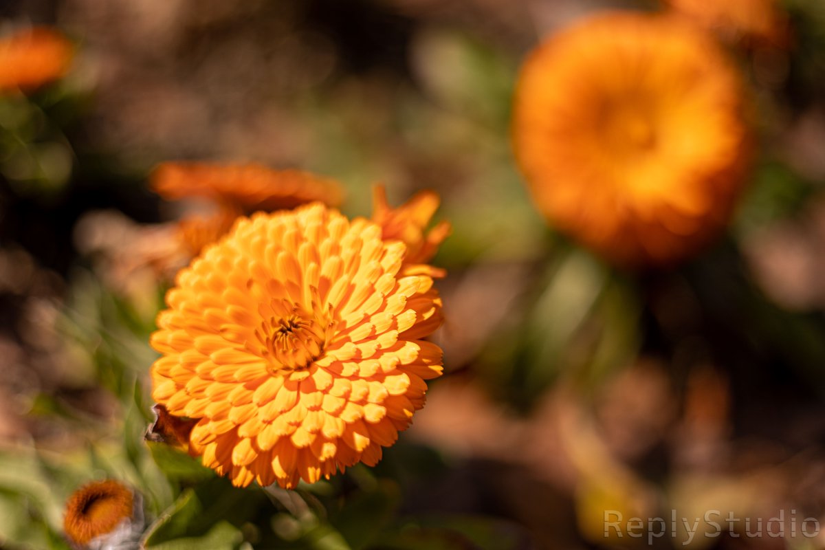 おやすみ
いいゆめ見て明日もがんばろう

#おやすみ
#photography
#ファインダー越しの私の世界
#写真好きな人とつながりたい
