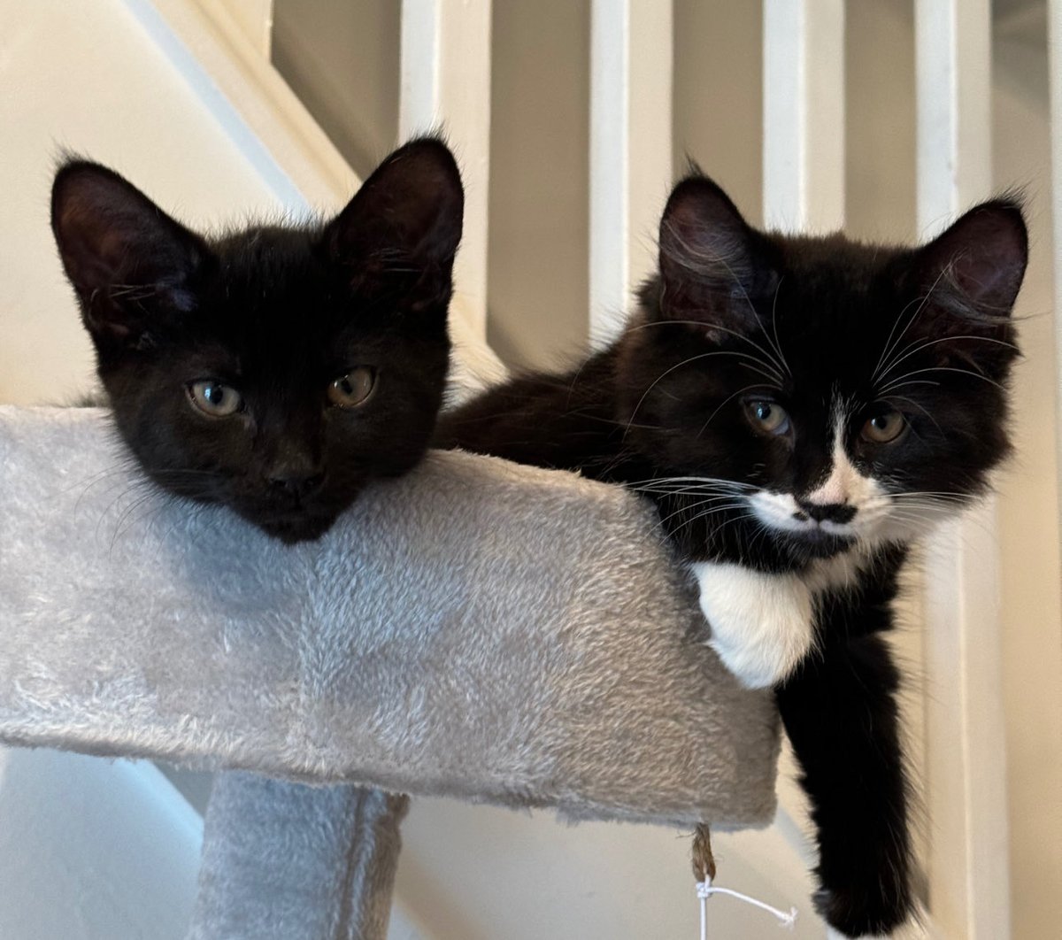 TheHoodedClaw66's tweet image. Leo and Louie