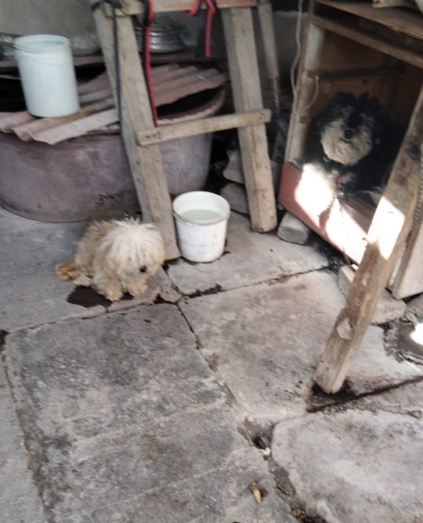 HELA_MORE's tweet image. Amigos,ayúdenos a compartir a nuestros rescatados para que se adopten pronto por favor,eso no les quita nada.🥺
Y también nuestras rifas o la venta de papel,tenemos rescates pendientes y cada minuto que nos tardamos en rescatarlos ellos están sufriendo.💔

Miren estos…