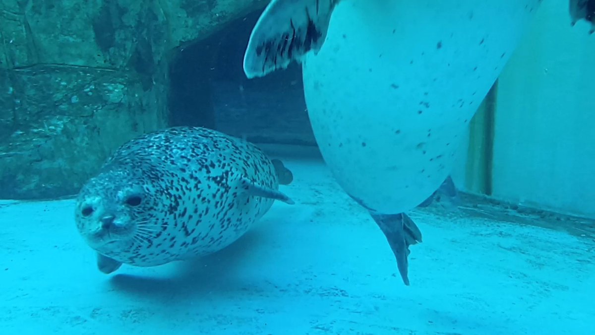 かわいいお顔のターボくん｡
#男鹿水族館GAO