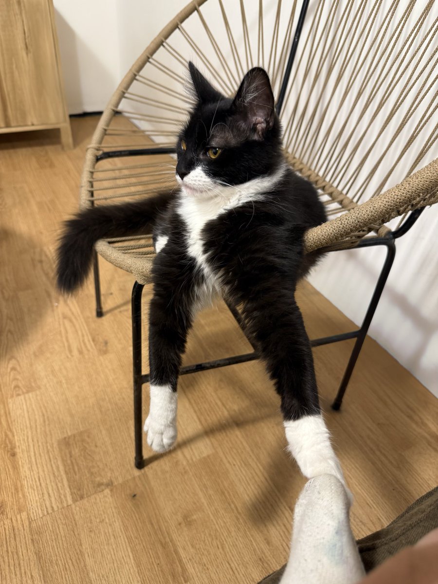 Como buen gato macho obsesionado con su humana y el contacto físico ayer estuvimos un buen rato así: