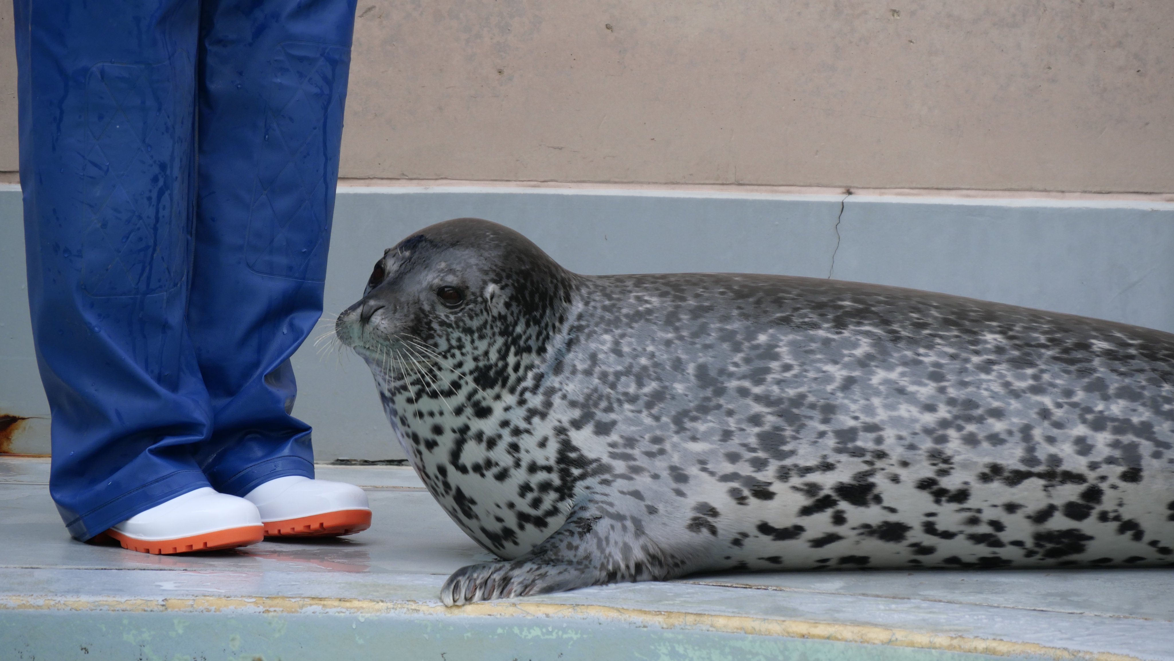 アザラシ ∞`⊃)З₊⁎⁺˳✧༚ 可愛いこまちさん❤️ 男鹿水族館へ初めて行き