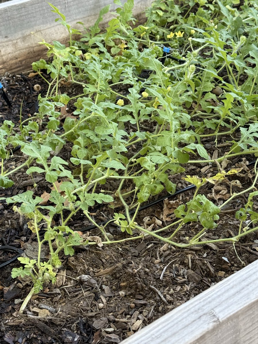 WendyHamilton's tweet image. #InTheGarden

 I’m reading in my latest garden. The deep, long raised beds in my backyard that my husband built for me as my Christmas gift last year. 

I’m reading and contemplating my battles with #DixieQueens (watermelons) that for whatever reason when I try to grow them they