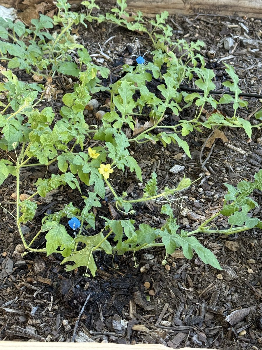 WendyHamilton's tweet image. #InTheGarden

 I’m reading in my latest garden. The deep, long raised beds in my backyard that my husband built for me as my Christmas gift last year. 

I’m reading and contemplating my battles with #DixieQueens (watermelons) that for whatever reason when I try to grow them they