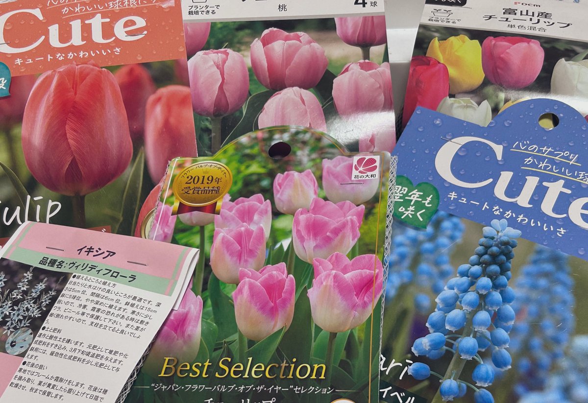 チューリップ50万円です。 Amazon.co.jp: 2023 新しいチューリップ財布 - チューリップ