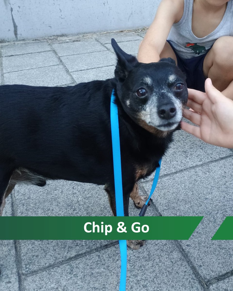 Er liep een hondje rond zonder baasje. Gelukkig kon hij gevangen worden en nog beter, hij was gechipt en goed geregistreerd. Wij konden deze viervoeter herenigen met een superblij baasje. Eind goed al goed.