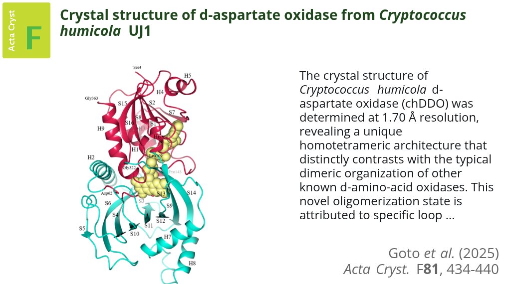 ActaCrystF's tweet image. D-Aspartate oxidase from Cryptococcus humicola UJ1 reveals a unique homotetrameric organization due to distinct interfacial loop arrangements @nagaoka_ut @ActaCrystF @IUCr #DAspartateOxidase #CrystalStructure #FADDependentEnzymes doi.org/10.1107/S20532…