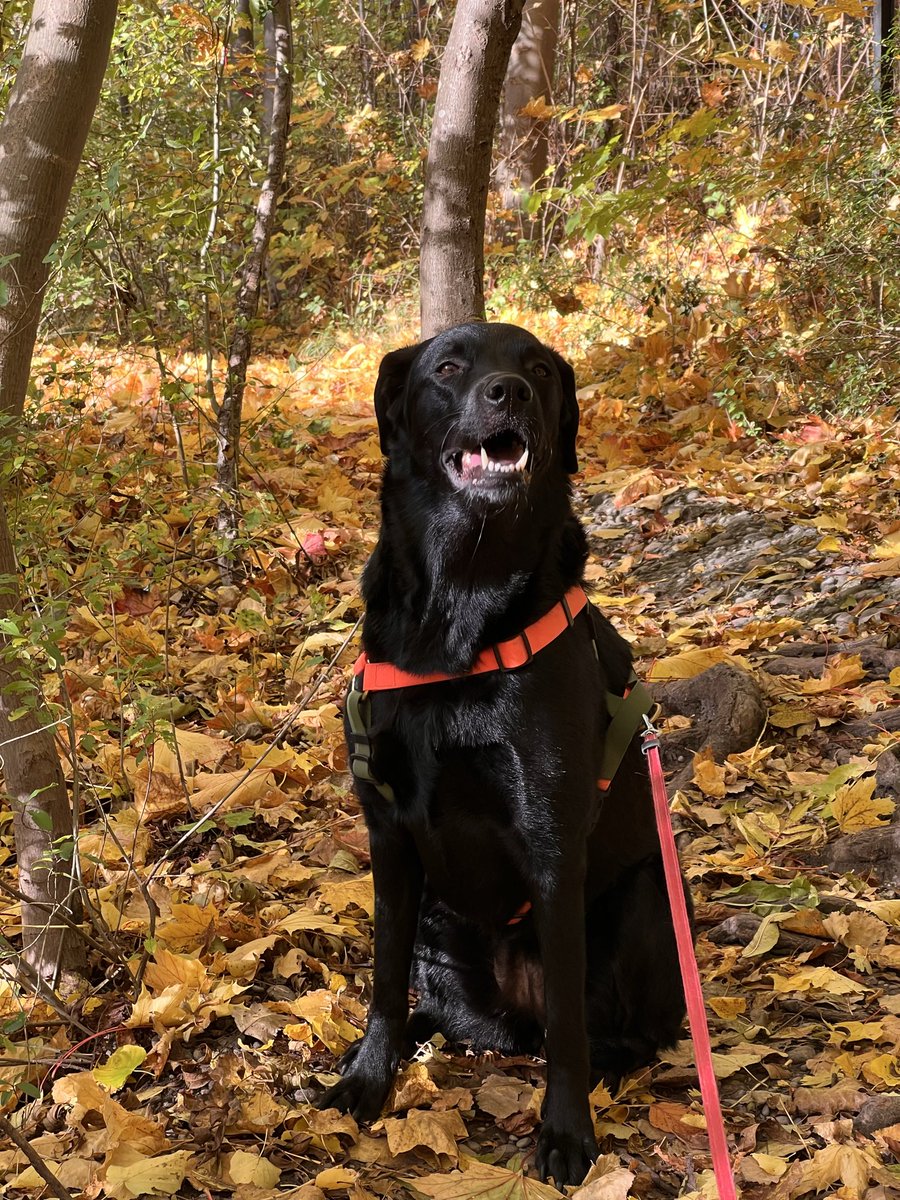 Вечерняя прогулка у собаки удалась :)