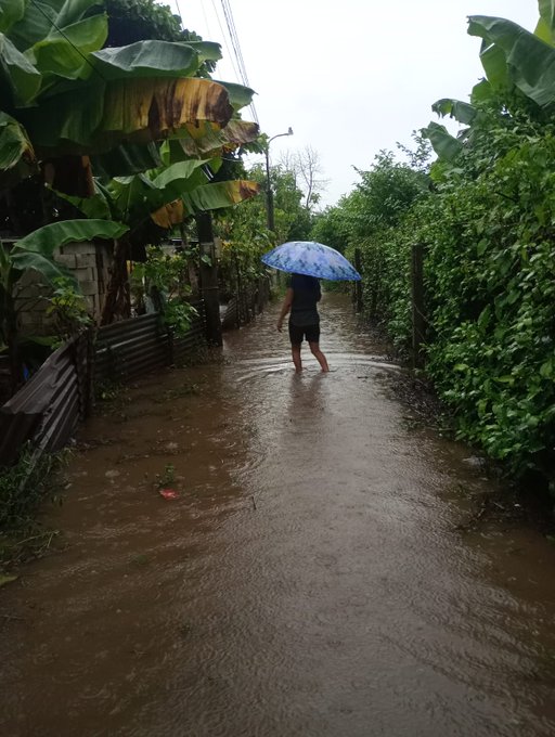 A person wearing a black shirt and shorts holds a blue umbrella while wading through ankle-deep muddy floodwater on a narrow street lined with lush green vegetation and banana plants under an overcast sky. Wooden fences and utility poles are visible along the path. The scene captures the impact of heavy rains causing flooding in a rural or suburban area of Guatemala.