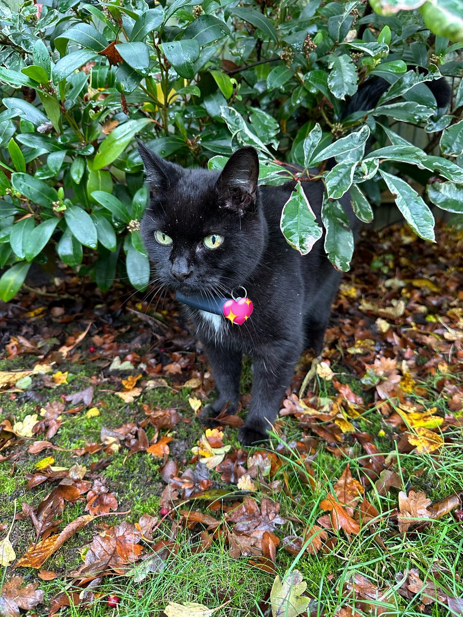 Sorry that my #HedgewatchforMoudi is bit late! I shouldn’t really be outside in my garden, but I insisted Mum let me out of my Catio for a few minutes, so I could do a proper tribute to my dear furiend 🌿😸 We send love to his Mum 💚