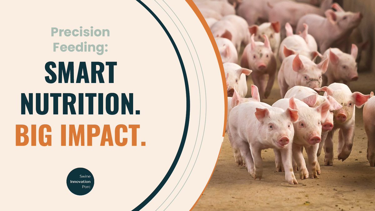 SwineInnovation's tweet image. What if feeding pigs more precisely could help farmers save money, reduce GHG emissions and improve animal health?
This #SC4 project is bringing science-based, real-world solutions to commercial farms.
With the potential to cut emissions by up to 1 million tons of CO₂ per year…