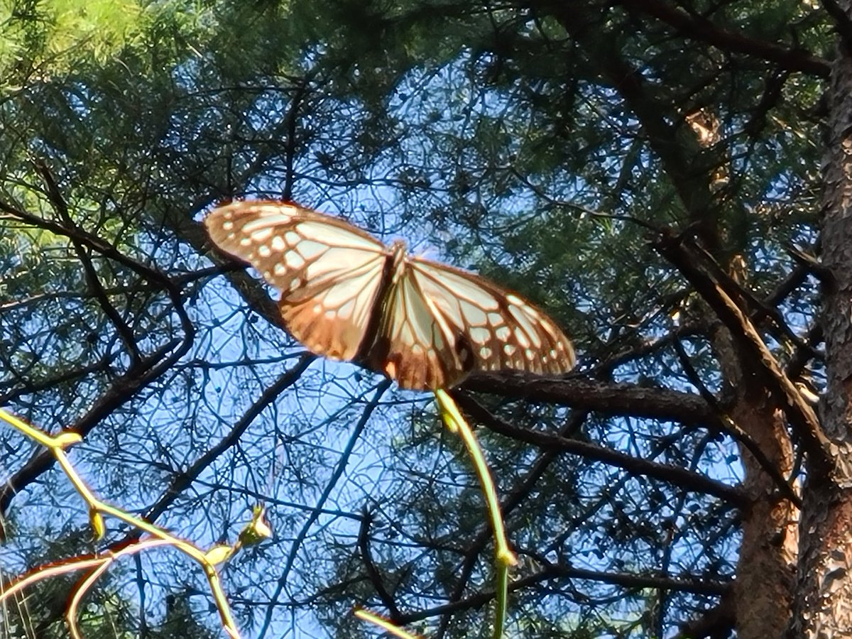 埼玉県 国営武蔵丘陵森林公園
10月17日赤ソバの花が見頃を迎えました 薄い白から濃いピンクへ可愛い花でした 気温が低くなると濃い色に変わります 
ススキの根元に寄生するナンバンギセル この時期に咲いてるのは珍しいそう 
園内で見掛けた 渡り蝶のアサギマダラ秋に沖縄や台湾に移動します
#滑川町