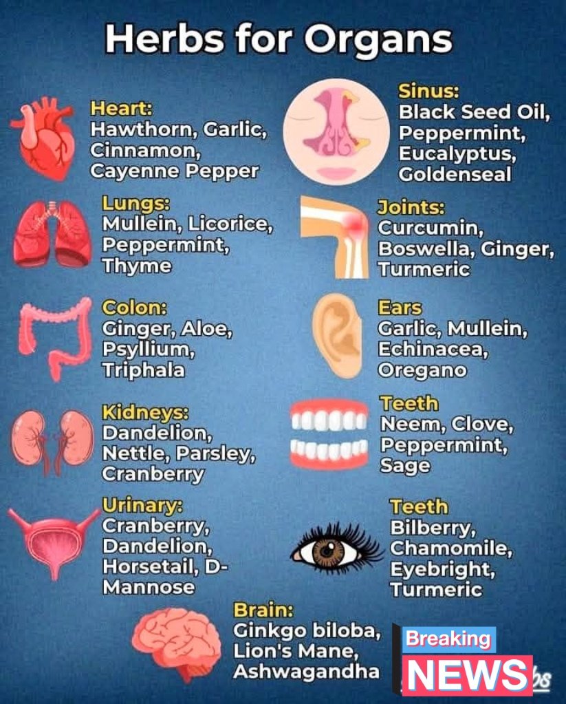 🚨 Herbs for Organs

Heart ⬇️
Hawthorn, Garlic,
Cinnamon,
Cayenne Pepper

Lungs ⬇️ 
Mullein, Licorice,
Peppermint,
Thyme

Colon ⬇️
Ginger, Aloe,
Psyllium,
Triphala

Kidneys ⬇️
Dandelion,
Nettle, Parsley,
Cranberry

Urinary ⬇️ 
Cranberry,
Dandelion,
Horsetail, D-
Mannose

Sinus ⬇️