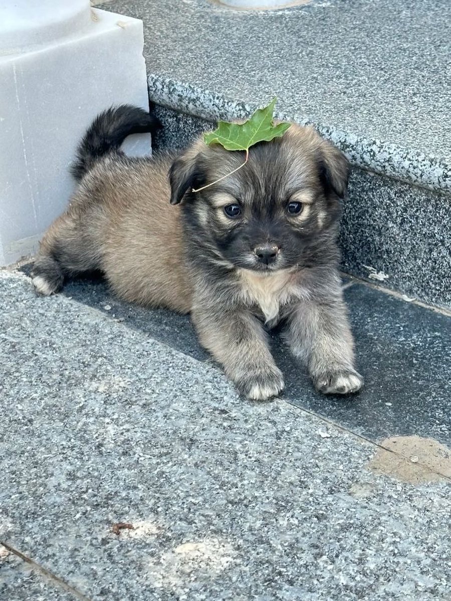 inkblotistan's tweet image. pup of good fortune visit your timeline