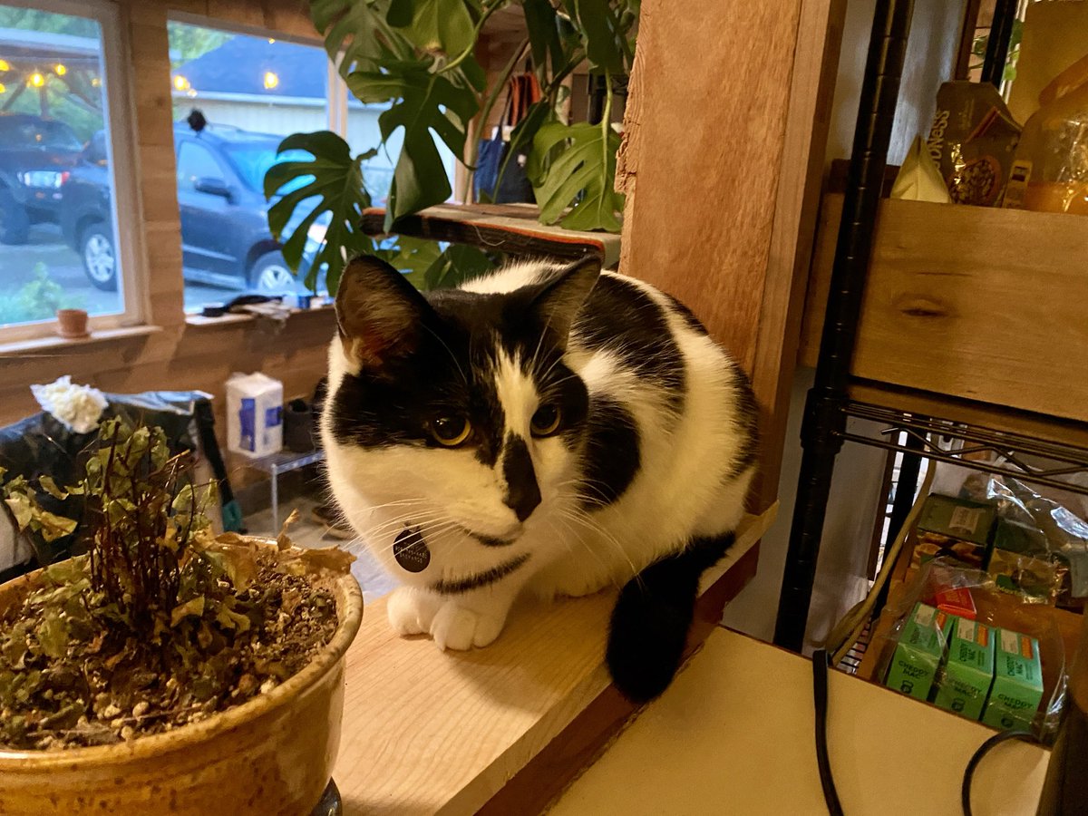 Apparently the lady at the deli who gave me Buffalo chicken instead of roast chicken doesn’t think this guy deserves a little treat every morning when I make my lunch