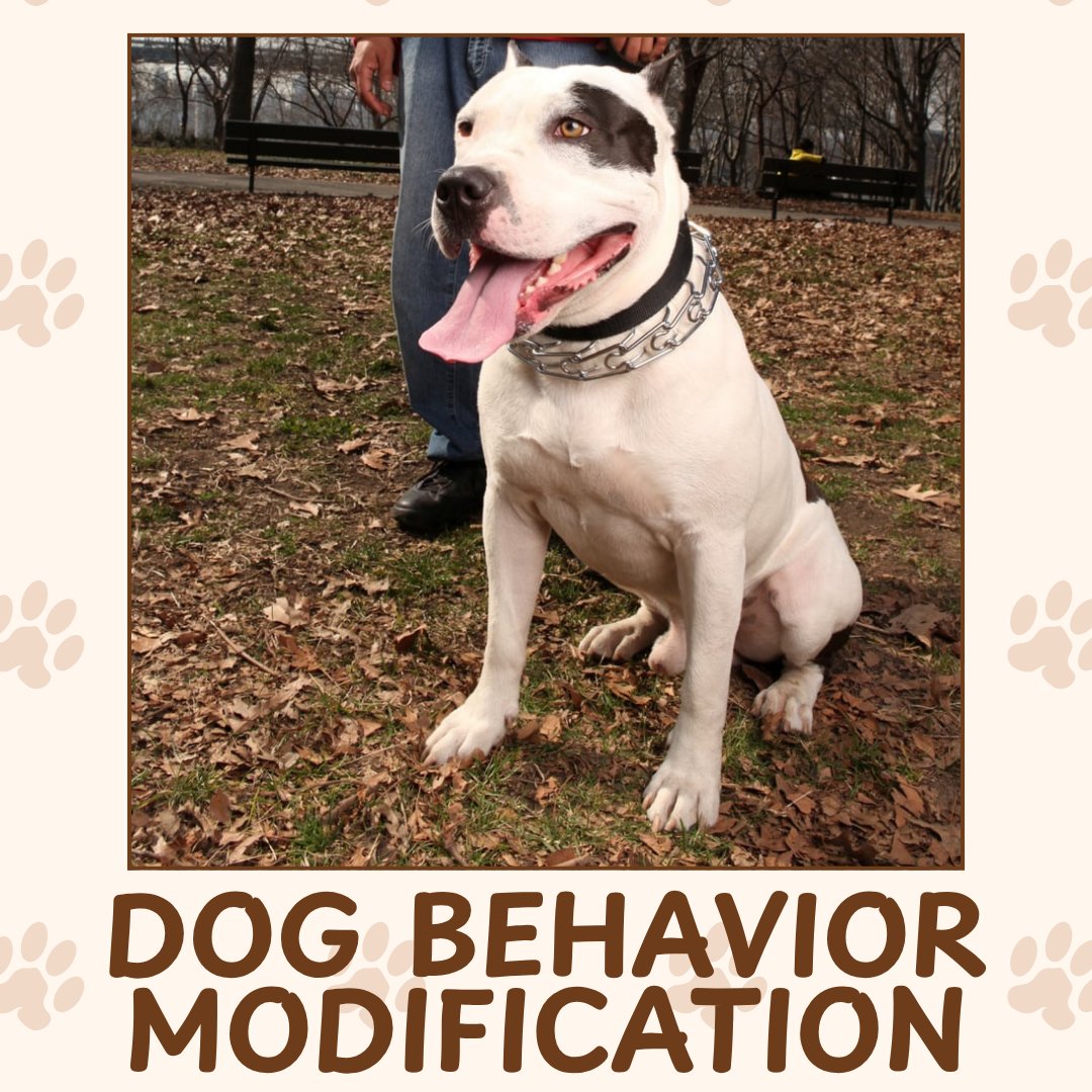 ABCsofDogT's tweet image. Unwanted behaviors don&apos;t have to be a lifelong struggle. Our #DogBehaviorModification services help address challenges with patience, consistency, and proven techniques. Message us now to set up a consultation!
dogstrainingqueens.com
