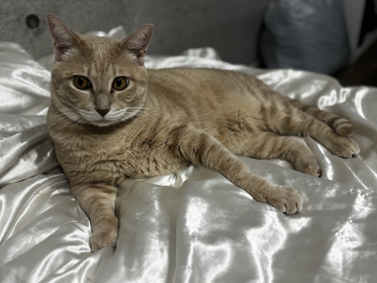 しろねこページ 🐱しろねこJK制服 + Eye Texture セット [Mamefriends Nemesis