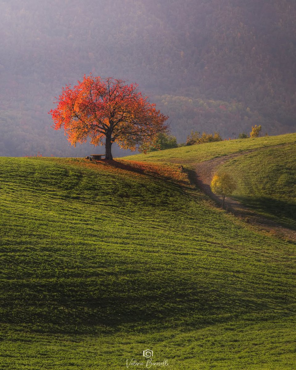 Luce morbida, colori caldi e silenzio assoluto.

L’autunno in Appennino Modenese regala atmosfere che nessun filtro potrà mai restituire 🍁 🌰 🍂

Grazie a Valerio Benevelli per la splendida foto e le parole che descrivono alla perfezione questa stagione qui da noi.