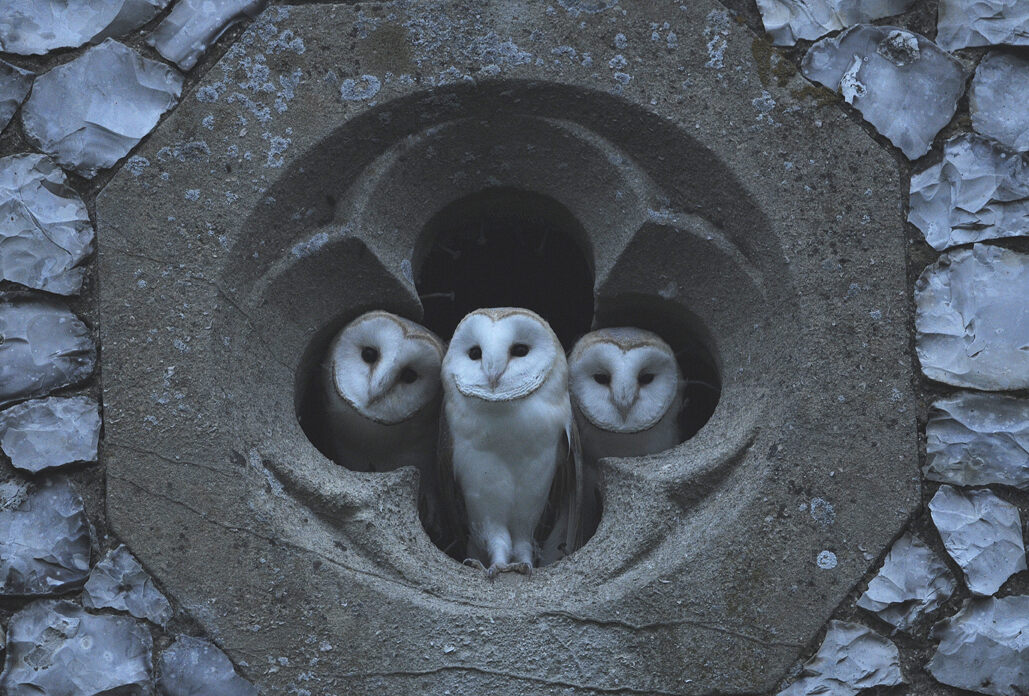 Three Barn Owls at a quatrefoil church window by Richard Brooks, England.
