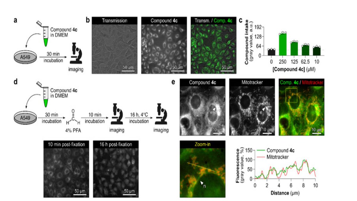 A great collaborative work on design, synthesis, and biological evaluation of novel N-arylsulfonamide nucleosides as inhibitors of the SARS-CoV-2 nsp14 N7-methyltransferase.. Now online <a href="/cemipai_UAR3725/">CEMIPAI</a>
<a href="/DMuriaux/">Delphine Muriaux</a>
sciencedirect.com/.../pii/S00452…