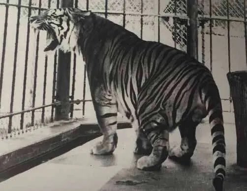 MikeTheTiger's tweet photo. Today marks 89 years of #LSU having a live tiger. I am the only live tiger mascot in the U.S. Learn more at https://t.co/9swqXvVdpl Geaux Tigers! https://t.co/CL3m2AaYsB