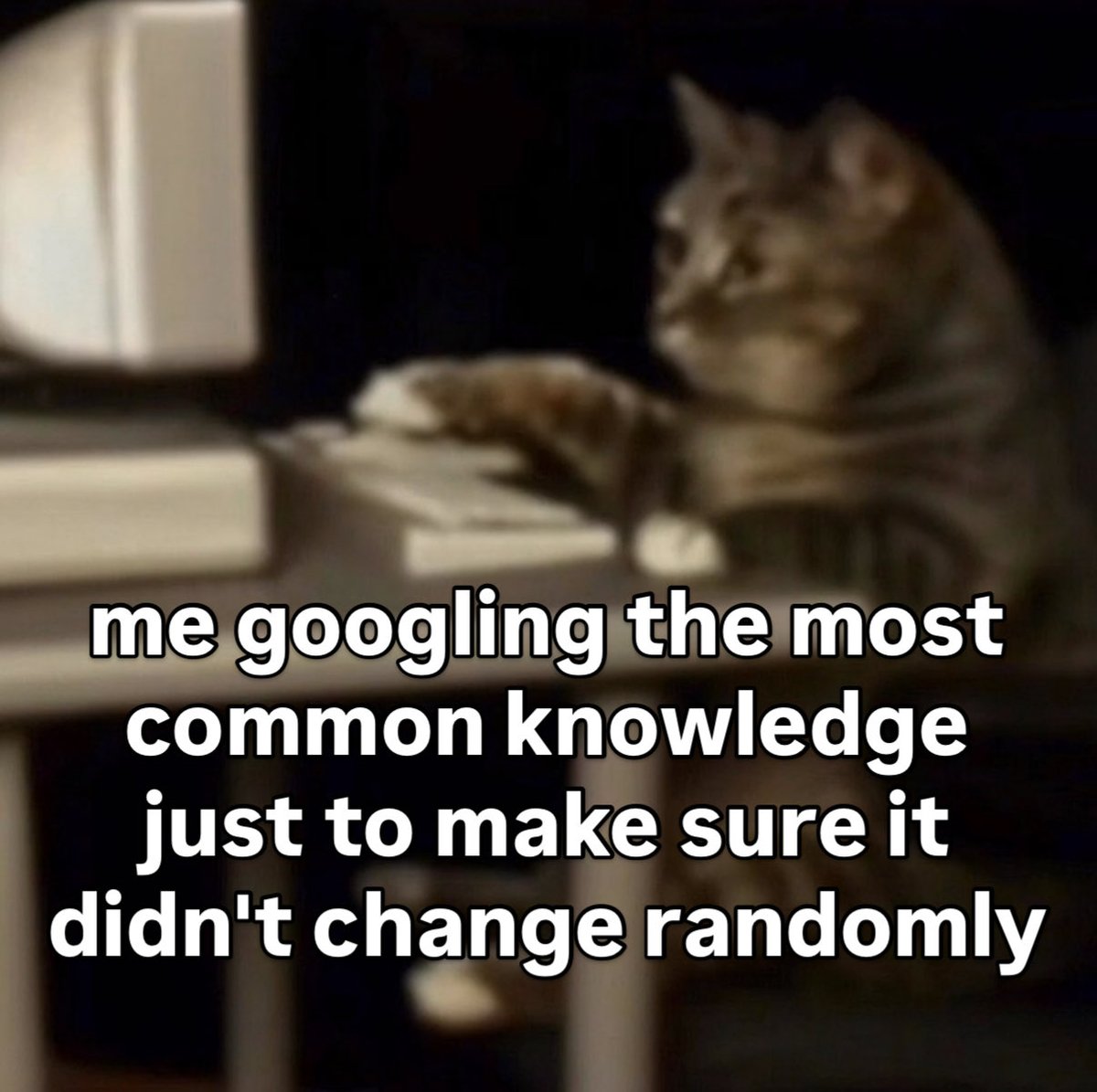 cat memes tweet media