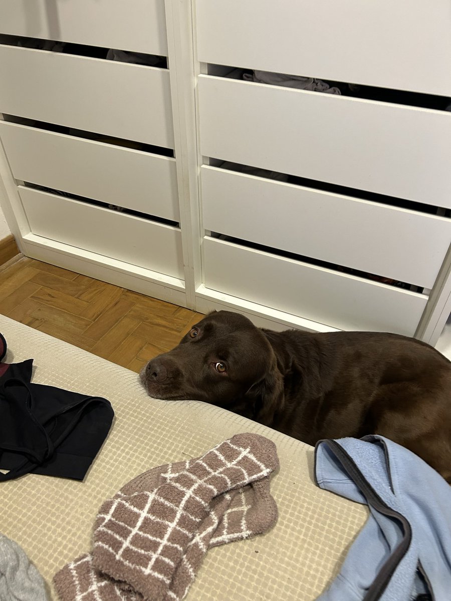 lua_da_tarde's tweet image. o godo se fazendo de fofo no closet