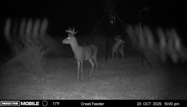 TX_Wines's tweet photo. “Haunted by the ghost of deer seasons past.” 💀🦌 https://t.co/ysWLMR5b3n