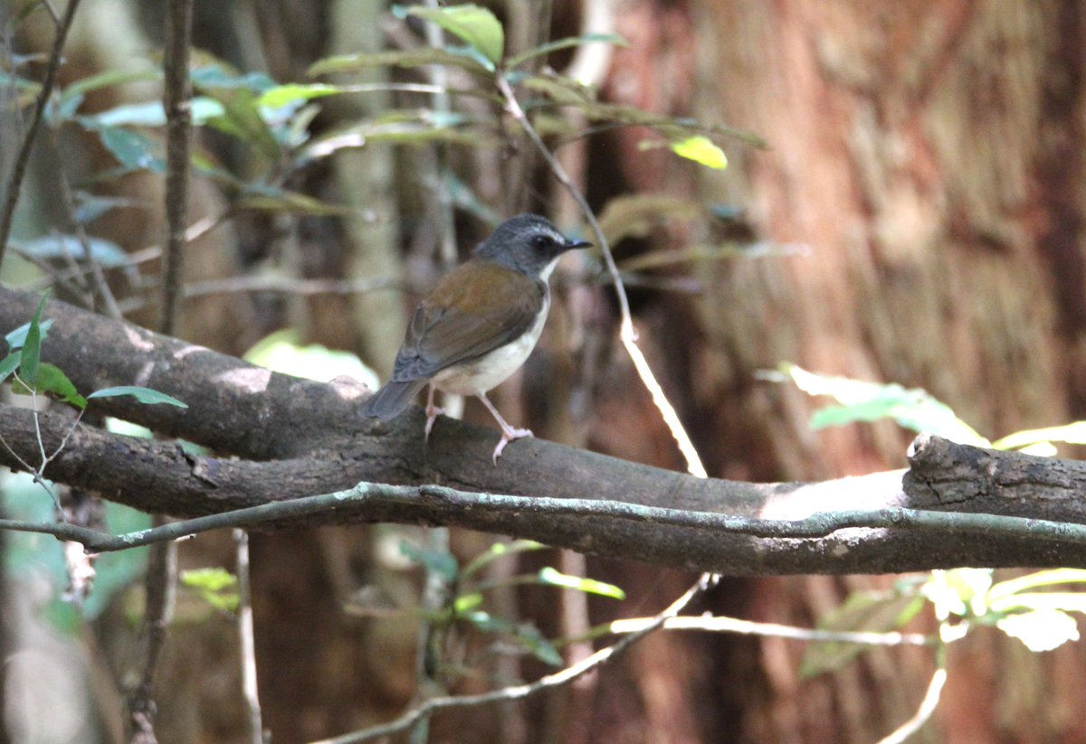 ConQuestbirding's tweet photo. Brown-chested Alethe – A shy, ground-dwelling forest bird, often overlooked despite being locally common. It frequents the shaded understory and forest floor #BirdsSeenIn2025 #birds #birdphotography https://t.co/bFpDEEZ9VZ https://t.co/OmrdJGlkx3