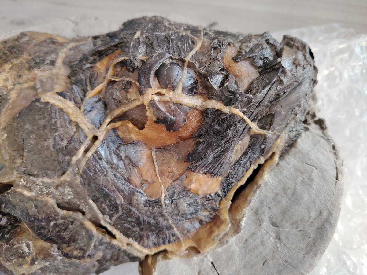 ForumFossil's tweet image. Another incredible #Sheppeyfossil I found last year 😁 recently returned from being expertly prepared. So far unsure of I.d but it&apos;s a beautiful specimen 😍#fossilfish #fishfossil #eocenefossil #londonclayfossil