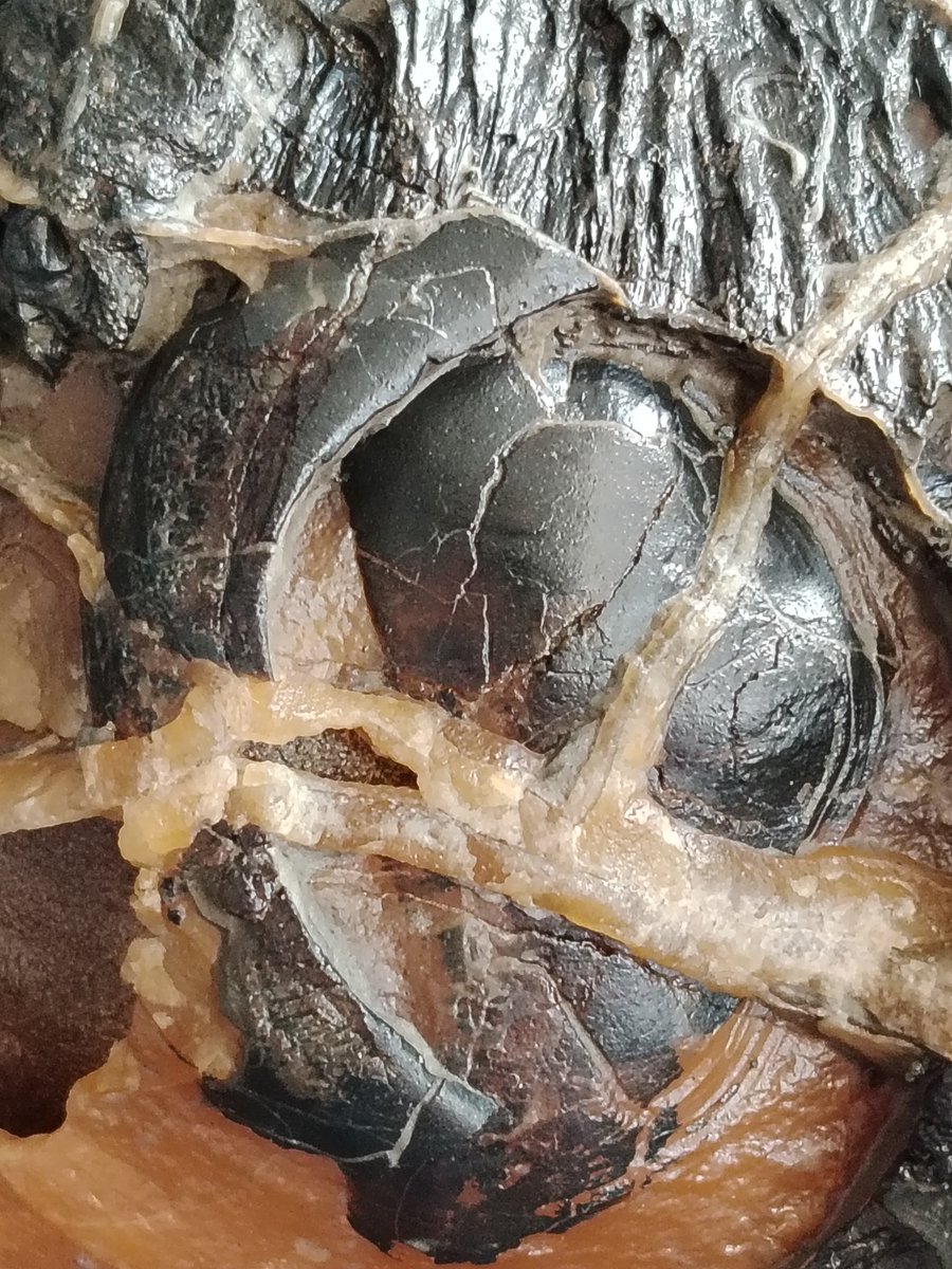 ForumFossil's tweet image. Another incredible #Sheppeyfossil I found last year 😁 recently returned from being expertly prepared. So far unsure of I.d but it&apos;s a beautiful specimen 😍#fossilfish #fishfossil #eocenefossil #londonclayfossil