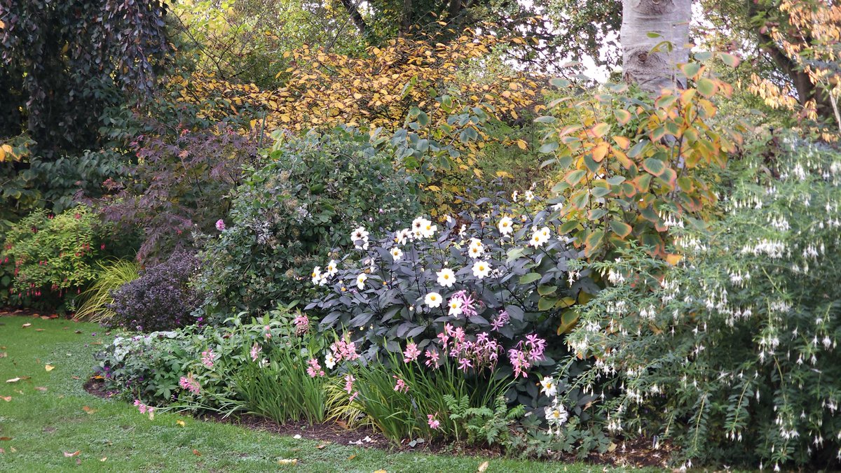 Chilly mornings, rich autumn colour <a href="/JohnsGardenAsh/">John's Garden</a>