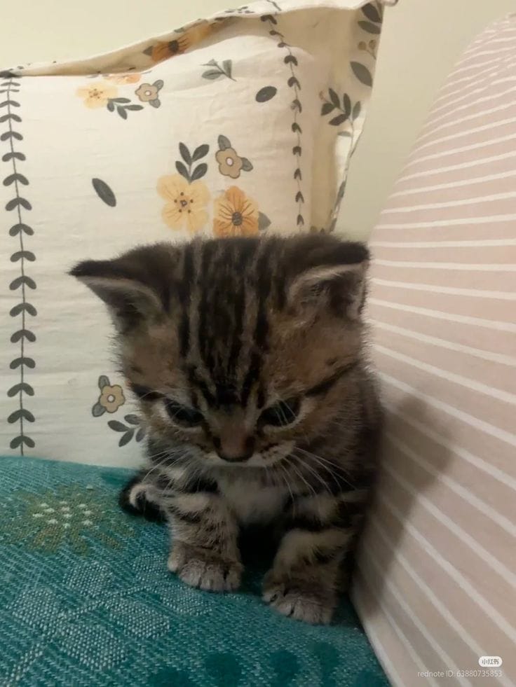 cutecats_____'s tweet image. 