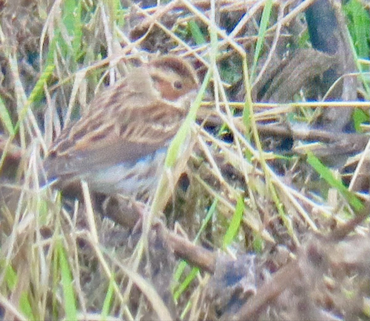 alpine_swift_'s tweet image. Shame the Rufous-tailed Robin didn’t show after it was found but I still had a very enjoyable day.

Highlights being Little Bunting, Woodlark, Glaucous Gull, Red Kite and Siberian Chiffchaffs.
