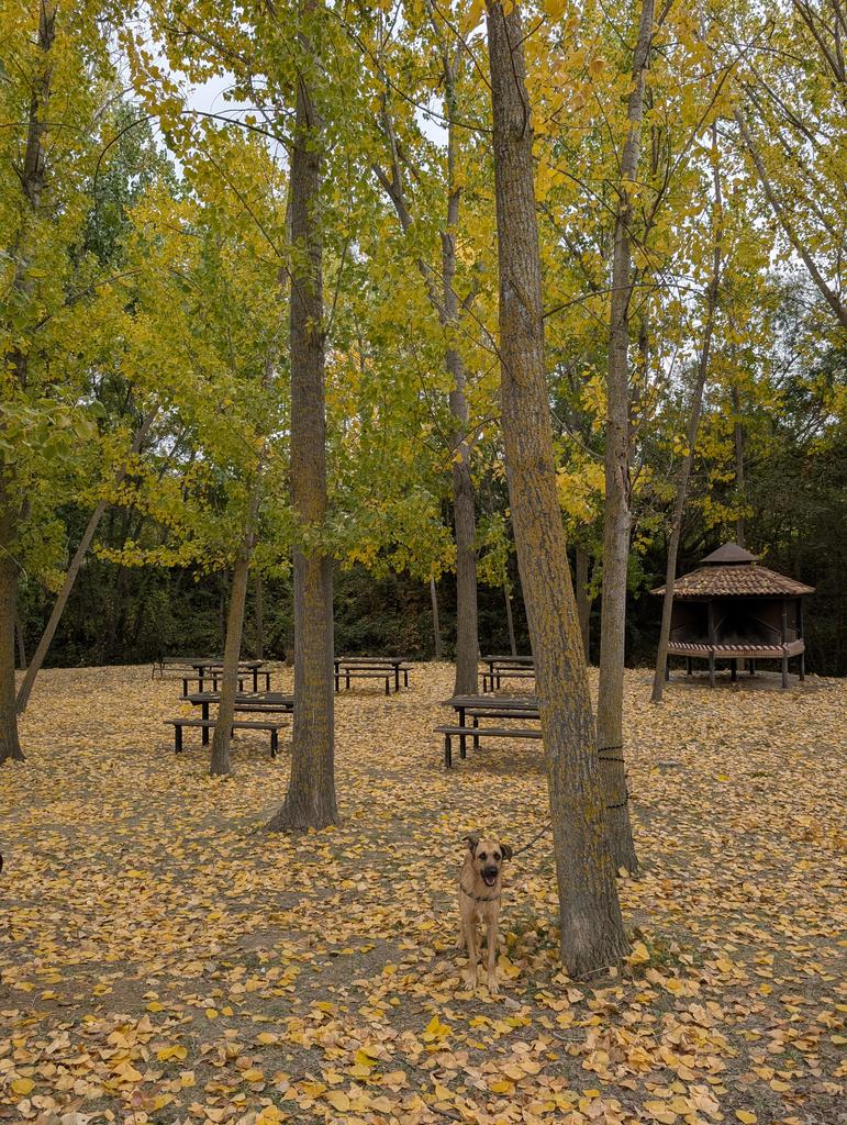 En esta foto están mis dos perros, Tina y Gordo. Premio para quien encuentre al Gordo.
