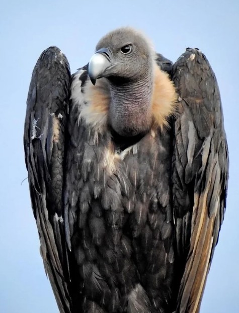 Today I Learned: in the 1990s, Indian vulture numbers began to decline, but no one knew why. Populations fell by over 99.5% before it was discovered that livestock treated with the drug diclofenac were causing lethal kidney failure in vultures