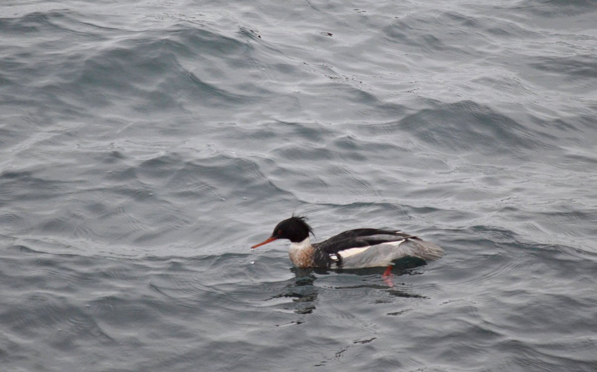 Eiders and red breasted merganser.
