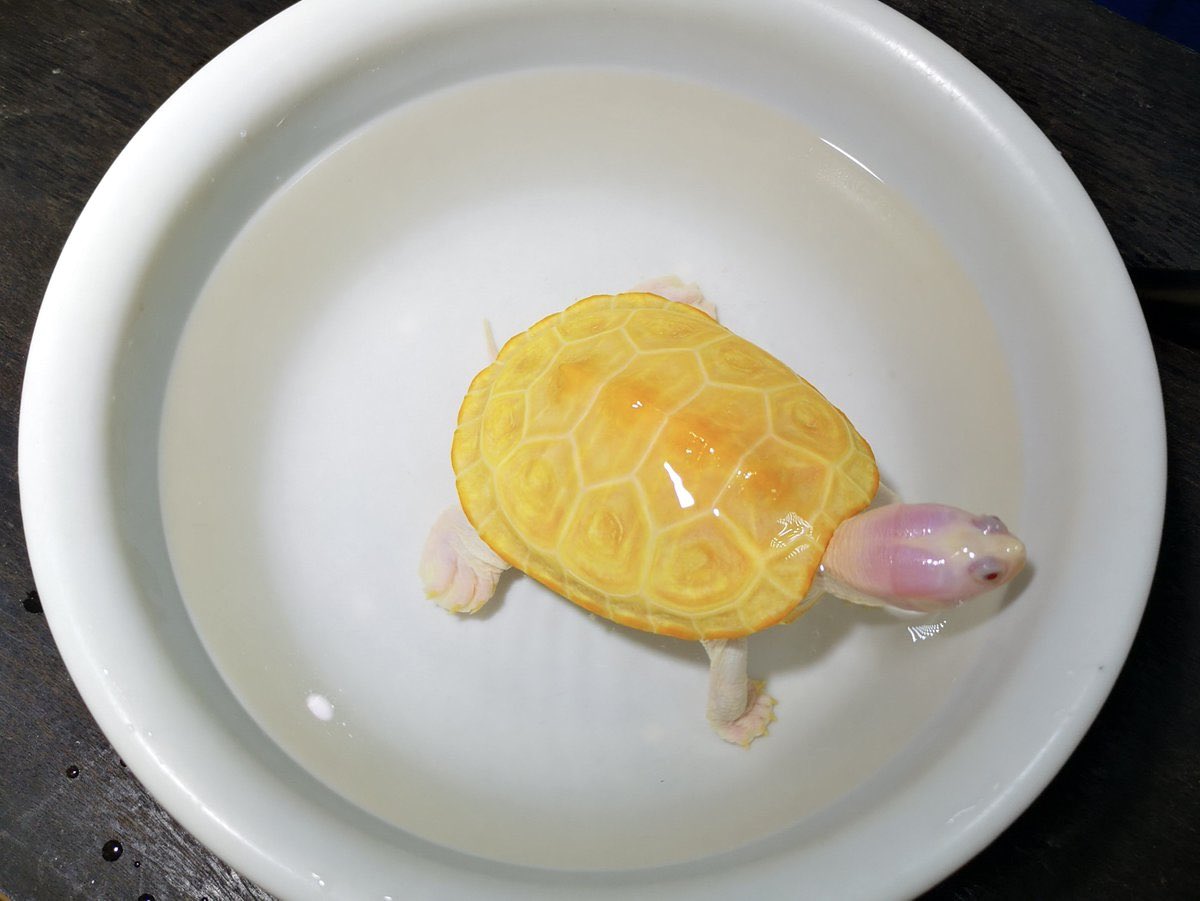 DBTkenkyujyo's tweet image. さほど積極的な広報活動は行なっておりませんでしたが、予定生体はお問い合わせ頂いたお客様で決まりました。…