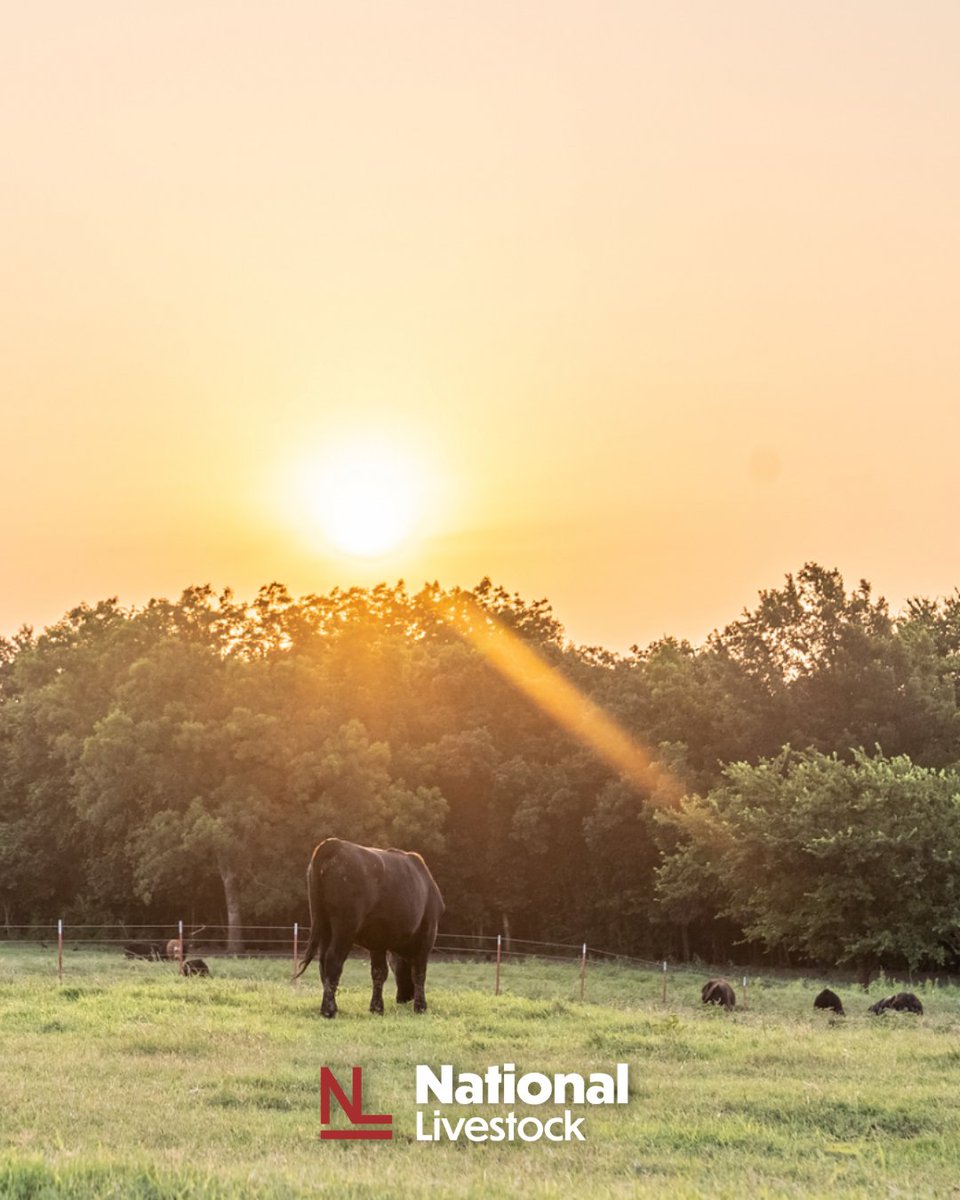 You work all year for one paycheck. Don’t trust it to just anyone. Trust the experts at National Livestock to get your cattle sold.

Give our team a call:
David Lawson ☎️ 405-823-2148
Scott McCornack ☎️  405-664-1489