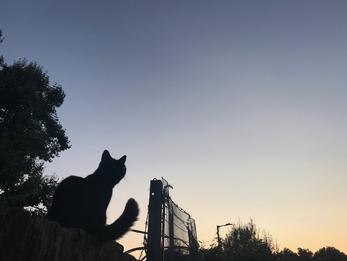 Saint Georges Ward tweet media