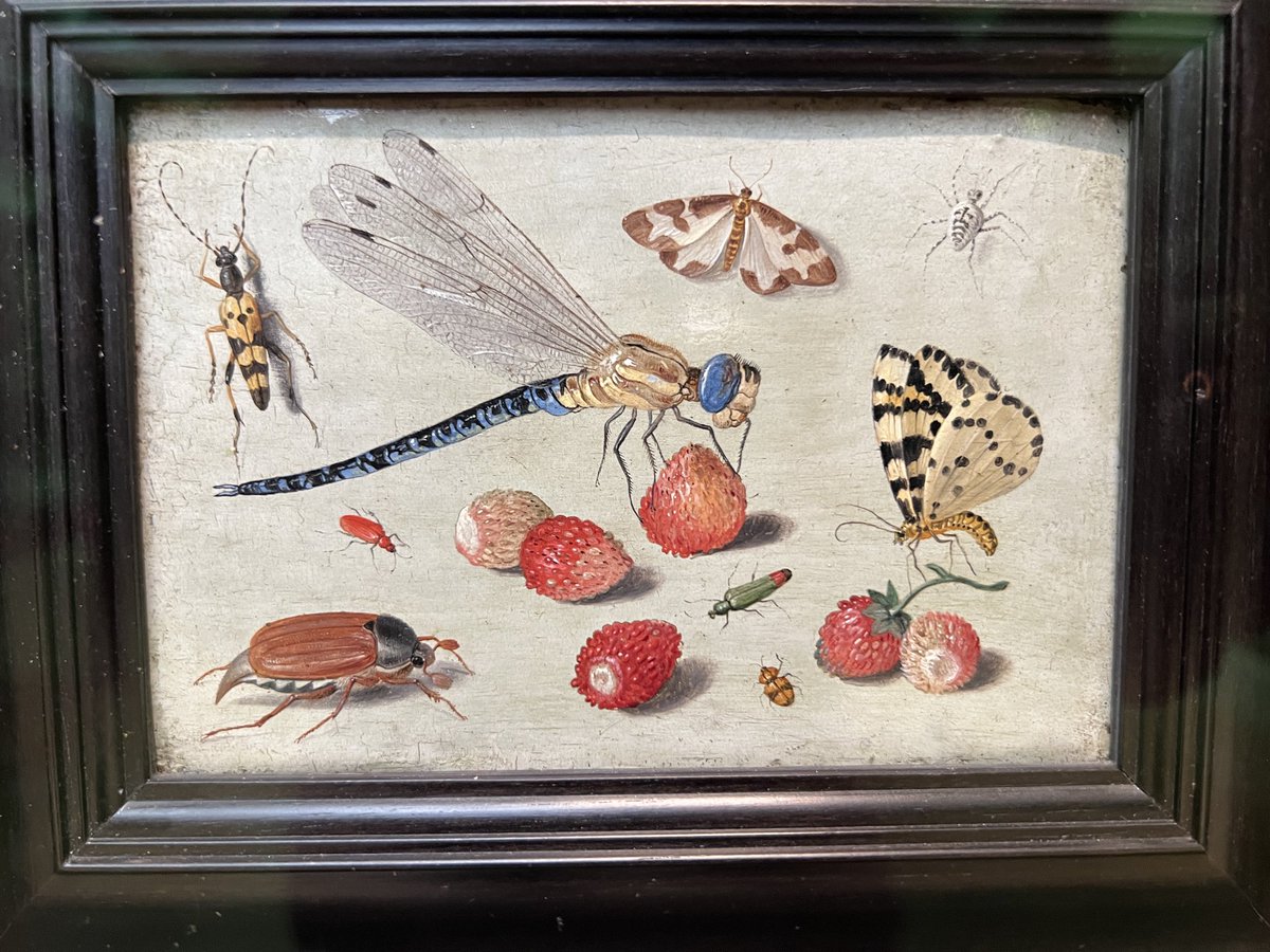 ColSilverUK's tweet image. The wonderful work of the Flemish painter Jan van Kessel the Elder (1626-1679). He was active in Antwerp in the mid 17th century. #art #painting