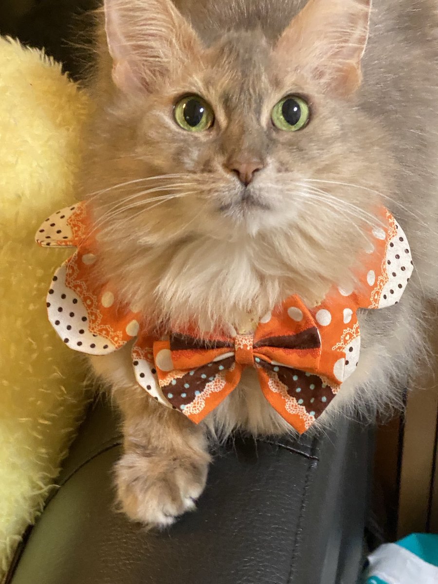 リンからおはようございます☂️
昨日よりさらに寒くなりそう

もうすぐハロウィン🎃
チビニャンズにもオシャレさせよう^_−☆

今日もよろしくお願いいたします✨

#ソマリ
#ソマリブルー
#猫かわいい
